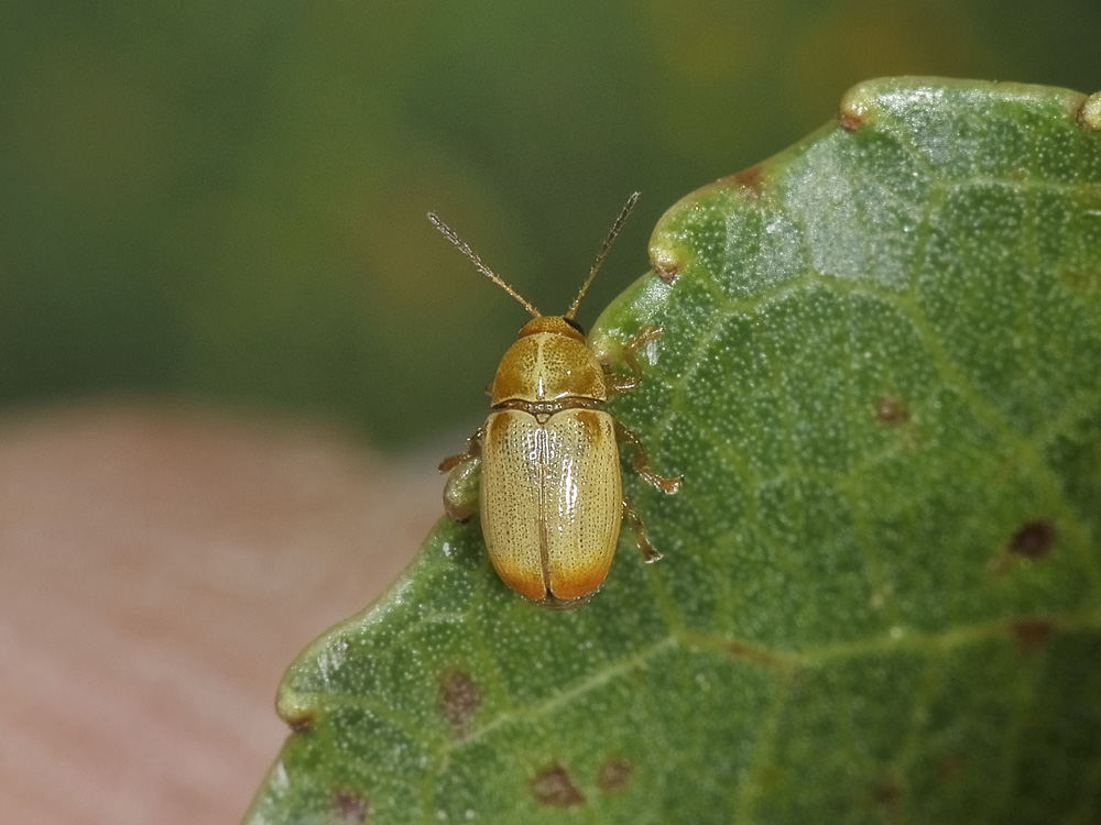 Cryptocephalus octomaculatus e C. fulvus (cf.)